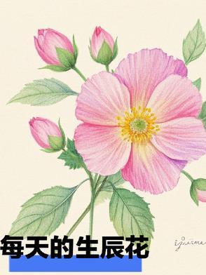 一天一朵生辰花